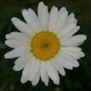 Meet your Posher, Kelli